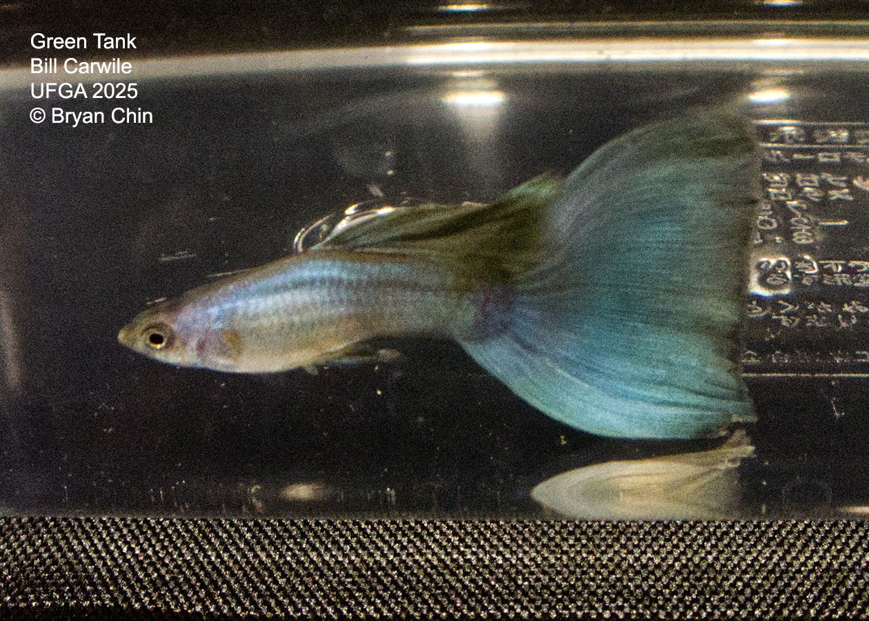 Guppy Green
